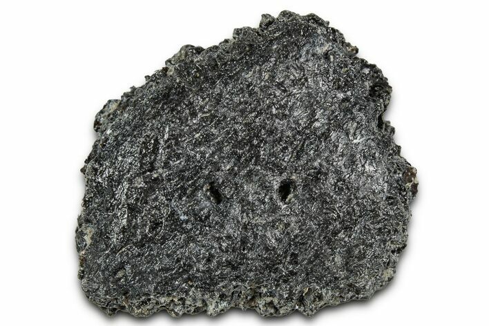 Fossil Glyptodont (Glyptotherium) Bony Armor Osteoderm - Florida #351060